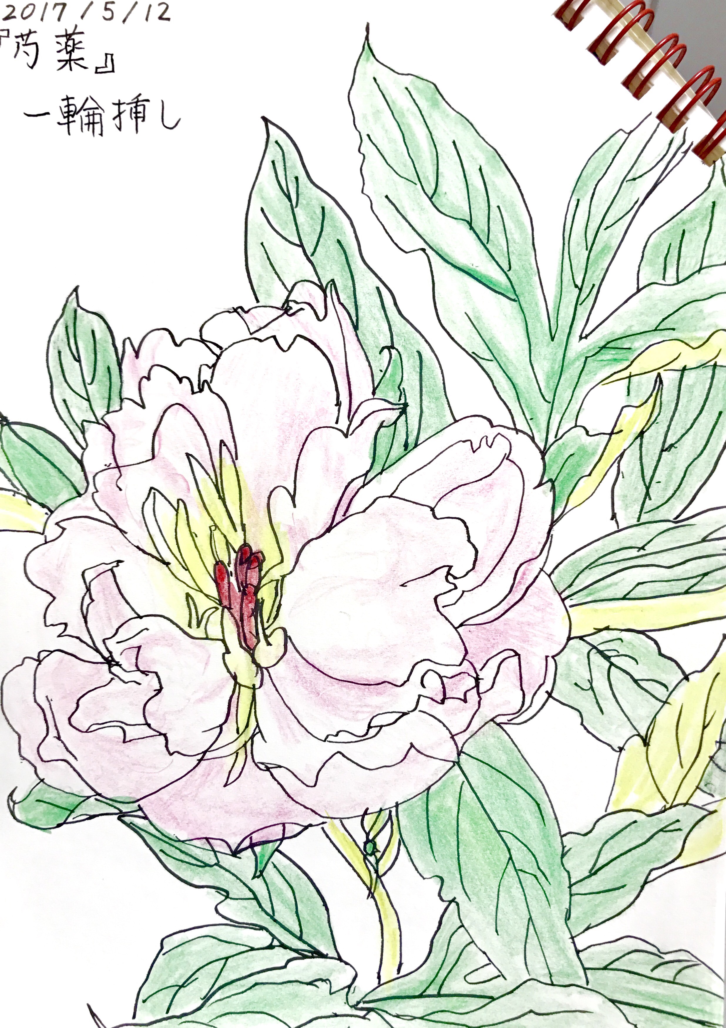 芍薬 〜Paeonia lactiflora〜