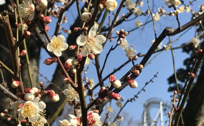 梅の見頃 Plum blossom in Tokyo